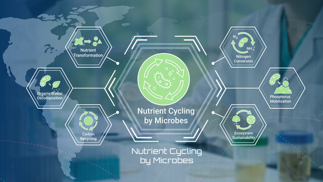 Illustration showing nutrient cycling processes driven by microbes in ecosystems globally