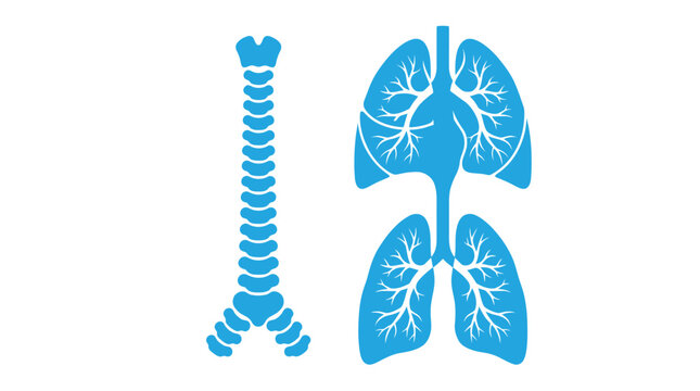 Blue human lungs and trachea anatomy Vector