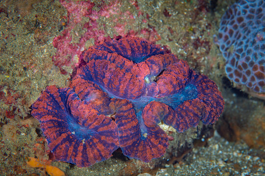 Vibrant Trachyphyllia geoffroyi Coral on Reef in Anilao Philippines