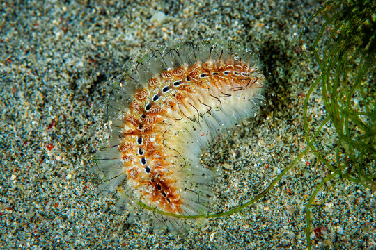 Darklined Fire Worm Crawling on Sandy Seafloor in Anilao Philippines
