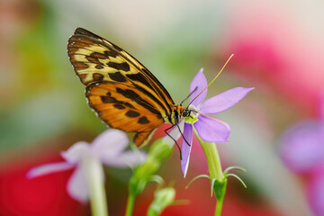 Close-up of an exotic orange and yellow butterfly on a purple flower. © lapis2380