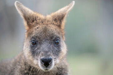 Portrait focusing on the head face of a Red-necked Wallaby (Notamacropus rufogriseus). Eye contact, dark prominent eyes, a damp black nose, and dense, grizzled grey-brown fur texture.   © Michelle