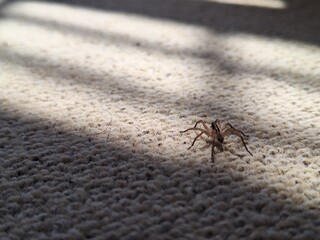 A small brown wolf spider walking across a textured beige carpet © Abdan Zaki