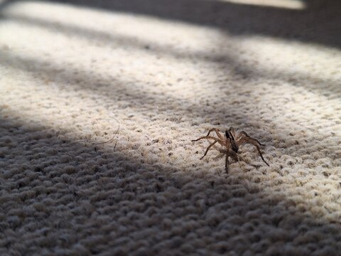 A small brown wolf spider walking across a textured beige carpet