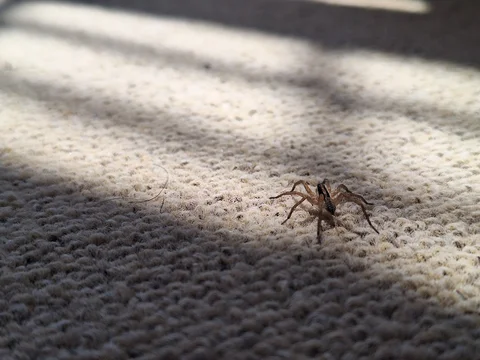 A small brown wolf spider walking across a textured beige carpet