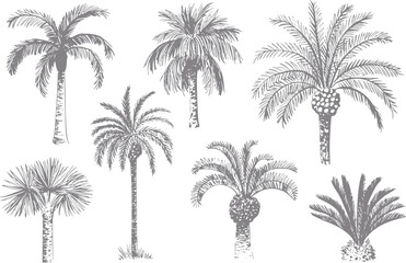 Naklejka premium Collection of hand-drawn palm tree in various styles