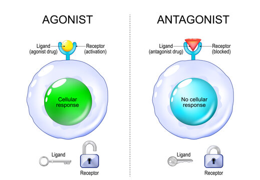 Antagonist or Agonist comparison and mechanism of action. Ligand, Receptor interaction and Cellular response.