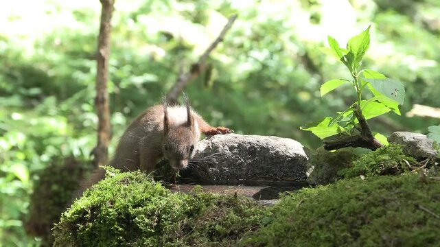 Scoiattolo rosso (Sciurus vulgaris) | Eurasian Red Squirrel Drinking and Eating Hazelnut and Chestnut 4K	