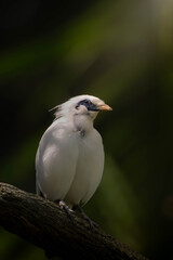 Fototapeta premium Bali Myna Rare White Starling Looking Up on Branch