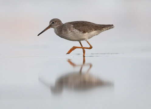 Portrait of a Redshank at Eker coast, Bahrain