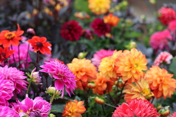 Multi coloured dahlias in a garden © Francesca Leslie