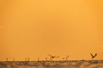 Silhouette of Greater Flamingos takeoff at Asker coast during sunrise, Bahrain © Dr Ajay Kumar Singh