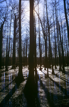 Heron Pond State Natural Area, Swamp Tree Sillhouettes,