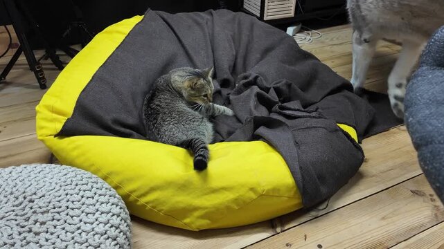 A malamute observes a playful cat lounging on a bright yellow bean bag in a stylish living room with wooden floors, creating a warm and relaxing atmosphere.