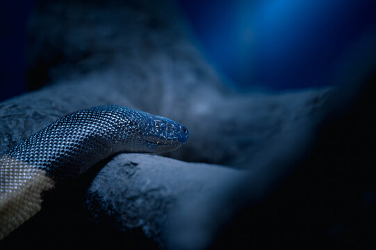 Black-headed Python Close-Up on Log in Dramatic Blue Light