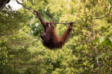 Bornean Orangutan Hanging from Rope in Forest Canopy © ZCS