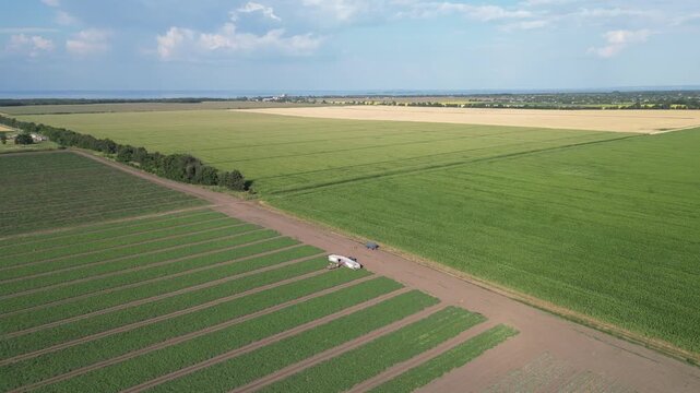 Aerial view highlights vibrant vegetable fields stretching across the landscape, featuring neat rows of crops and expansive skies. Discover the beauty of agriculture from above.