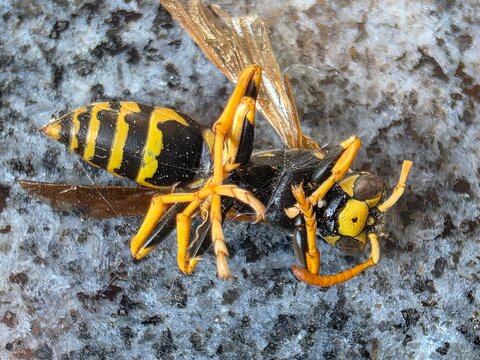 wasp on the wall
