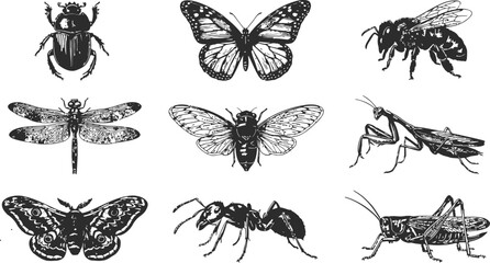 Collection of detailed insect illustrations in classic engraving style for educational or decorative use © sakib