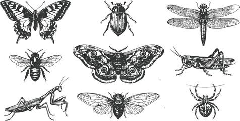 Collection of detailed insect engravings including dragonfly grasshopper spider beetle moth fly butterfly bee and praying mantis in a vintage style © sakib