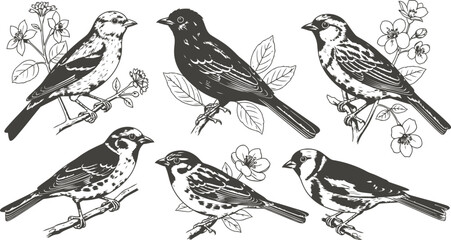 Collection of diverse birds in delicate engraving style with floral elements on a white background for vintage design projects © sakib