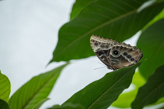 Large exotic butterfly with an eyespot on a closed wing resting on a green leaf.