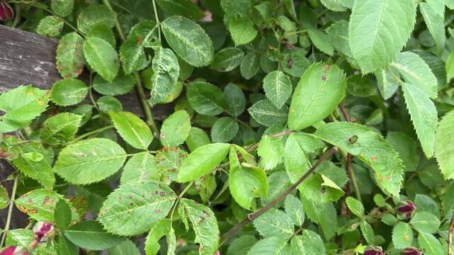 Rose rust, diseased rose leaves with orange fungal spots and red buds, plant disease, garden problem, plant care and home gardening concept.