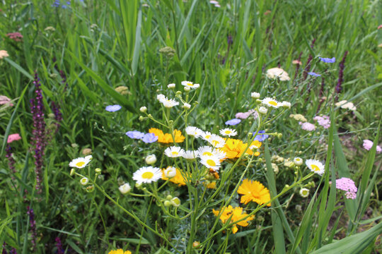 flowers in the meadow, flowers and grass in the fiel	