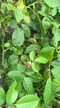 Rose rust, diseased rose leaves with orange fungal spots and red buds, plant disease, garden problem, plant care and home gardening concept.