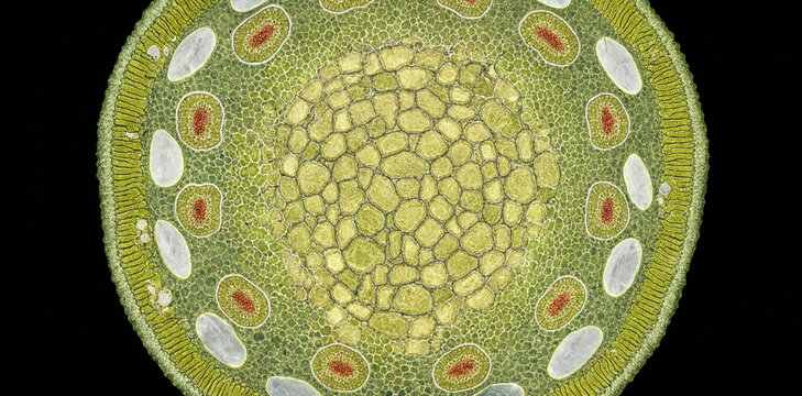 Microscopic cross section of a plant stem displaying detailed vascular bundles and cellular layers with microscope cellular scientific structure microscopic epidermis research magnified