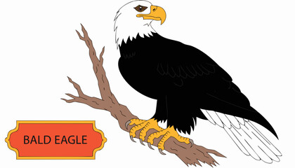 Naklejka premium Very beautiful BALD EAGLE perched on a rugged branch with striking white head feathers, powerful yellow beak, detailed plumage, and a decorative species label reading 