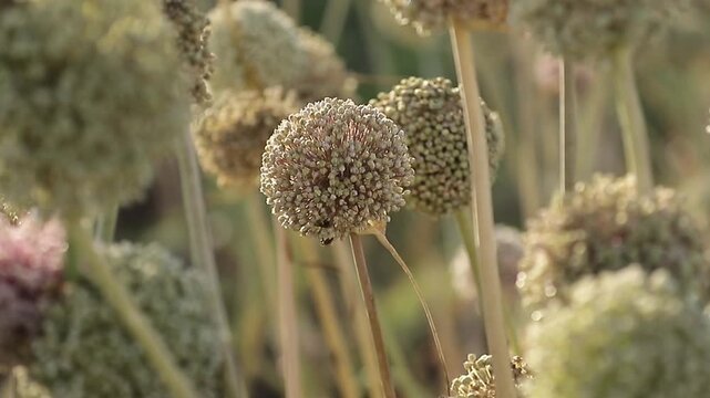 Herbaceous plant during pollination season