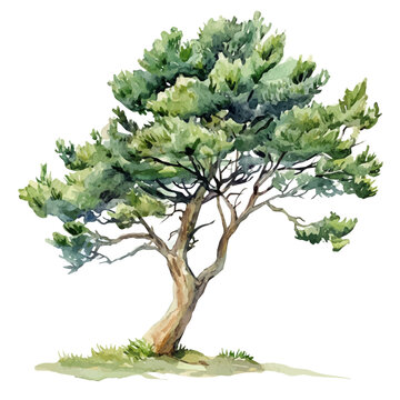 Juniper Tree, watercolor vector clipart, isolated on a white background.