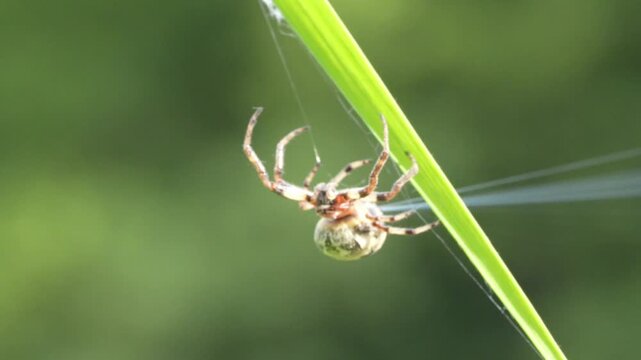 Spider shoots silk.