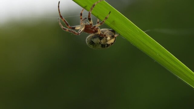 spider on a web