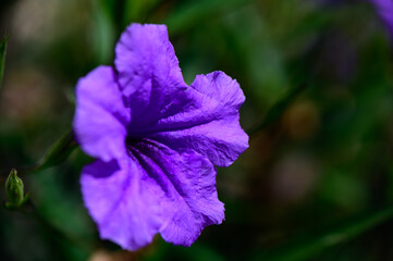 Obraz premium Blue Bellflowers in Full Bloom Macro View