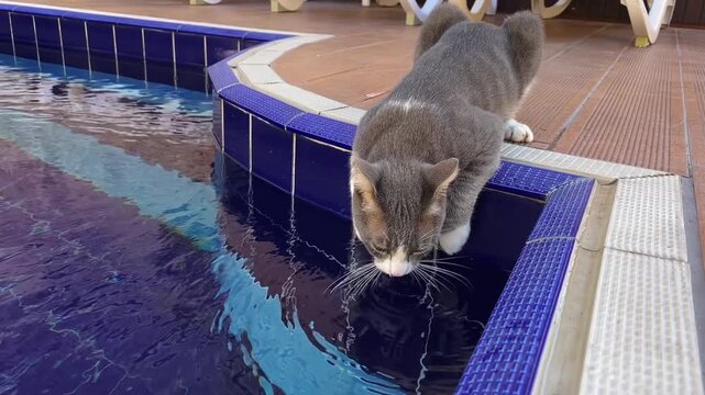Gray tabby cat with white markings leans down to drink water from blue tiled swimming pool edge during daytime at resort.