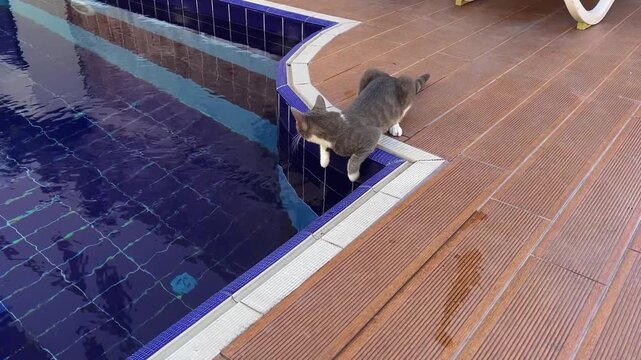 Gray cat leans over blue tiled swimming pool edge to drink water, showing curious pet behavior near poolside lounge chairs.
