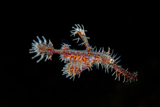 Colorful ornate harlequin ghost pipefish swimming in black water
