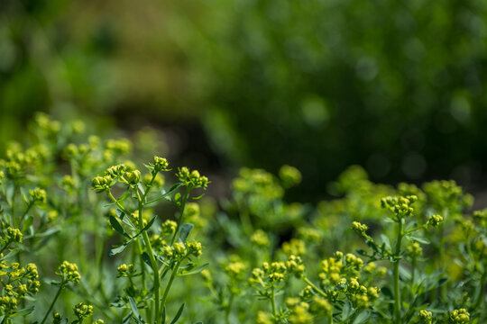 Tiny yellow rue flowers on a stem.