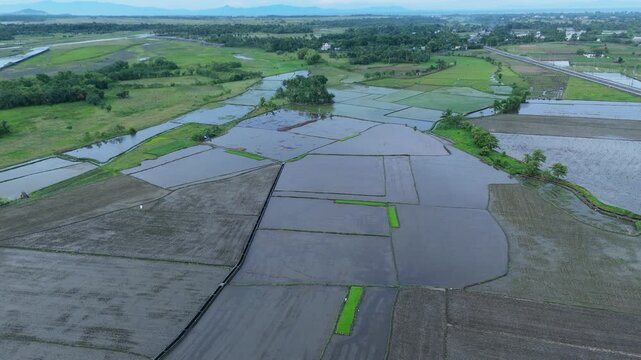 Drone view of flooded rice fields. Ideal for agricultural and farming concepts. Tabaco City, Philippines.