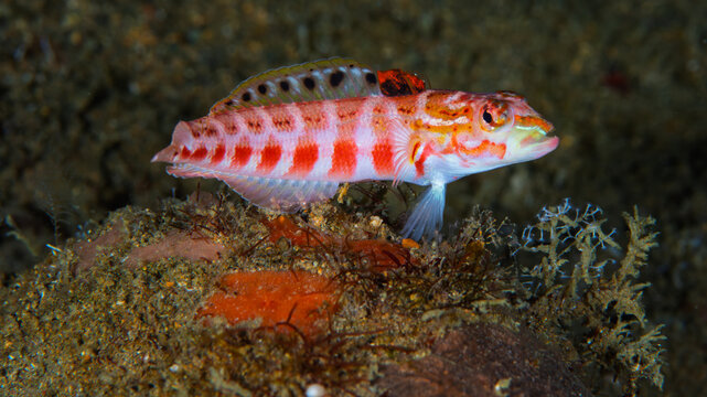 Redspotted Sandperch Resting on Sandy Seafloor in Anilao, Philippines