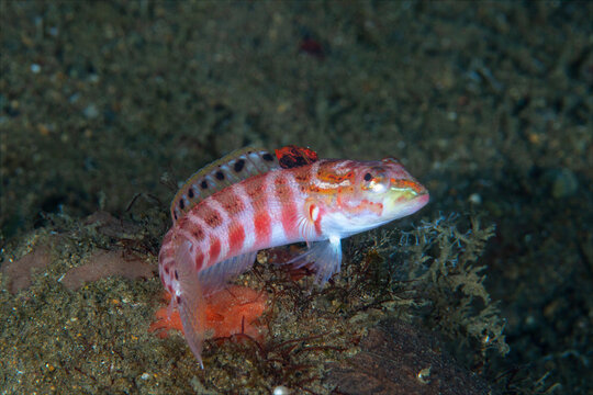 Redspotted sandperch resting on sandy seabed in Anilao Philippines