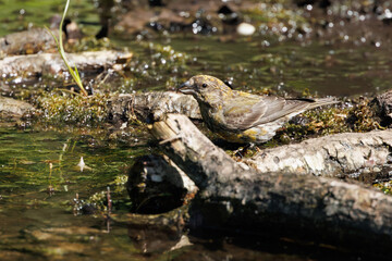 Fototapeta premium A beautiful crossbill sits by a waterhole to drink and/or bathe in its natural environment.