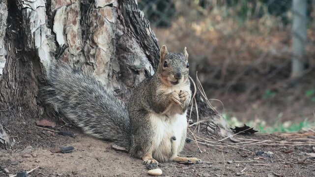 Squirrel chewing on a peanut while sitting at the base of a large tree