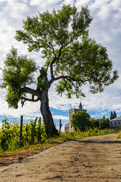 Clos Saint-Anthelme and the Tours de Chignin in the middle of the Savoie vineyard in spring
