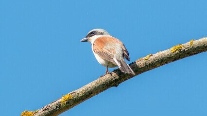 blue tit on a branch © lazalnik