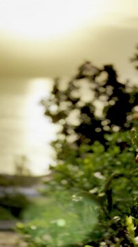 Vertical footage opening with an intimate closeup of ripe kumquat fruits &mdash; their orange skin catching the last warm rays of the Mediterranean sun &mdash; before the camera pulls back to reveal a golden hour