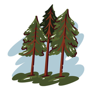 Pine Trees with tall evergreen trunks, dark green needles, layered branches, blue sky strokes and grass base. Forest landscape decor with pine trees, hand drawn naive vector illustration.