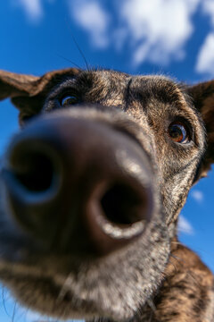 Close-up dog nose selfie with blue sky background